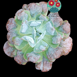 Echeveria Heart's Delight (tamaño muy grande)