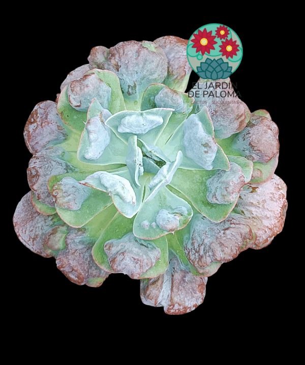 Echeveria Heart's Delight (tamaño muy grande)