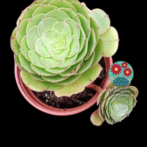 Aeonium Morticia con hijo