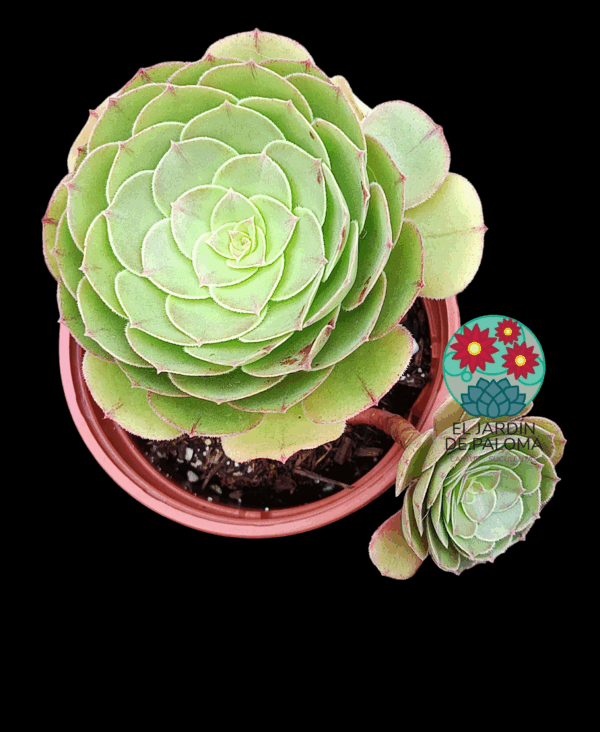 Aeonium Morticia con hijo