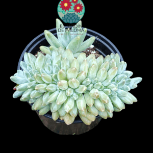 Pachyphytum compactum "Red tips" crestado