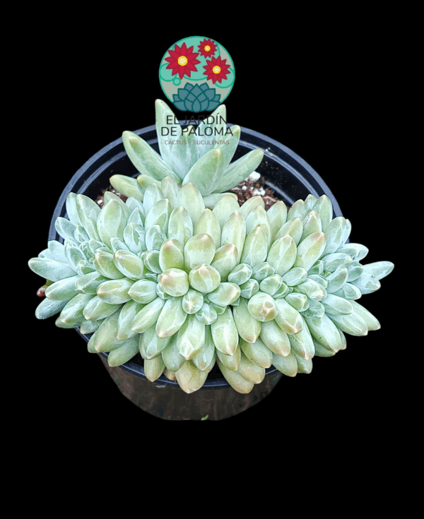 Pachyphytum compactum "Red tips" crestado
