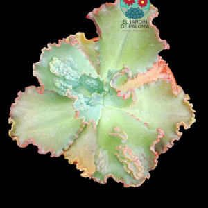 Echeveria Virginia Lee (tamaño muy grande)