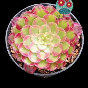 Aeonium Mardi grass variegata