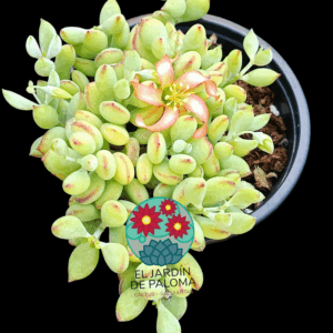 Cotyledon pendens