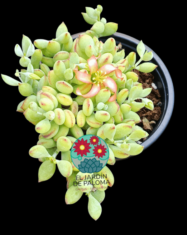 Cotyledon pendens