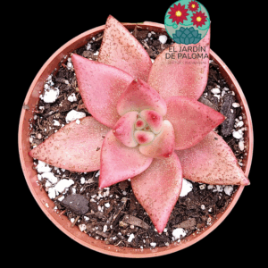 Echeveria Agavoides "Rosita" (no es grande)