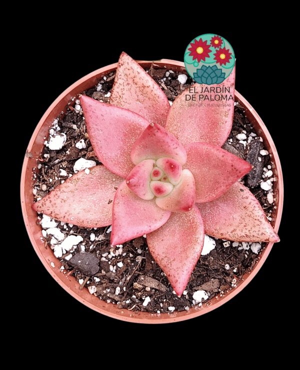 Echeveria Agavoides "Rosita" (no es grande)