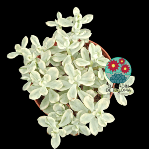 Sedum "Jerry bean" variegata