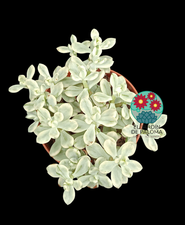 Sedum "Jerry bean" variegata