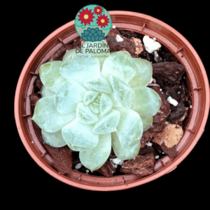 Echeveria White fatty (importación, roseta pequeña)