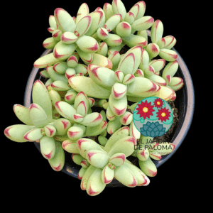 Crassula Nudicalis var. herreri