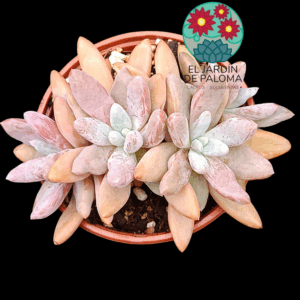 Pachyveria Alikate 3 rosetas (buen tamaño)