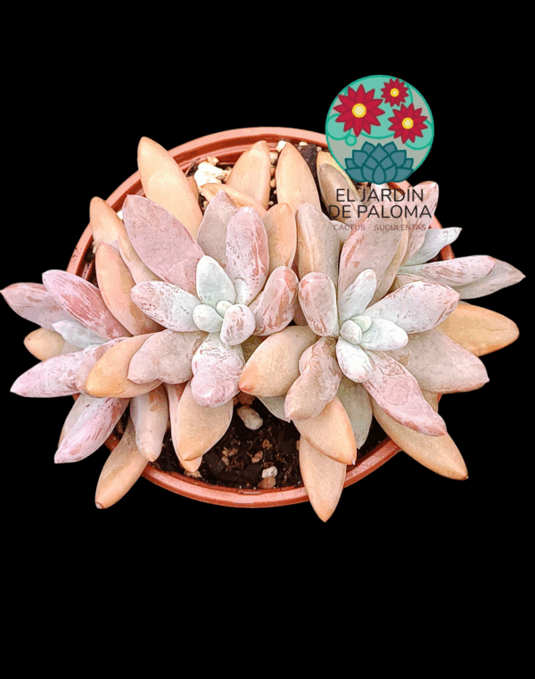 Pachyveria Alikate 3 rosetas (buen tamaño)