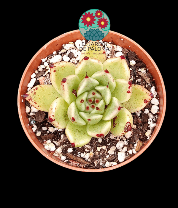Echeveria "Ebony x cuspidata"