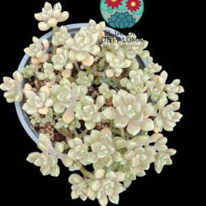 Graptopelatum mendozae (maceta grande)