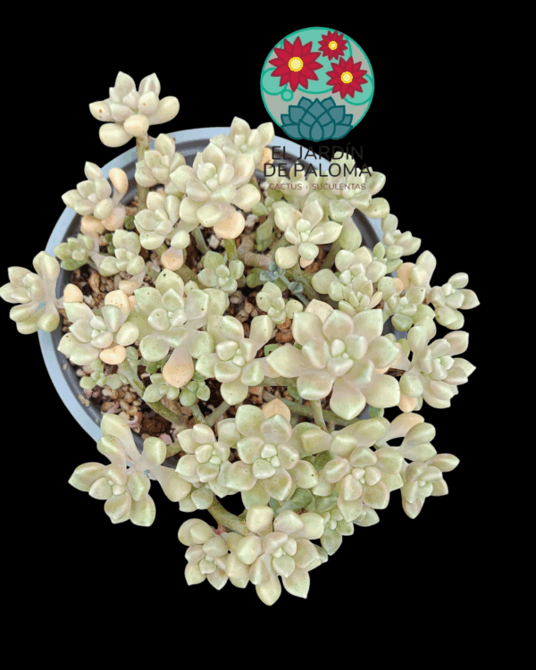 Graptopelatum mendozae (maceta grande)