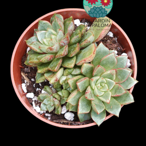 Echeveria Nacre doble roseta