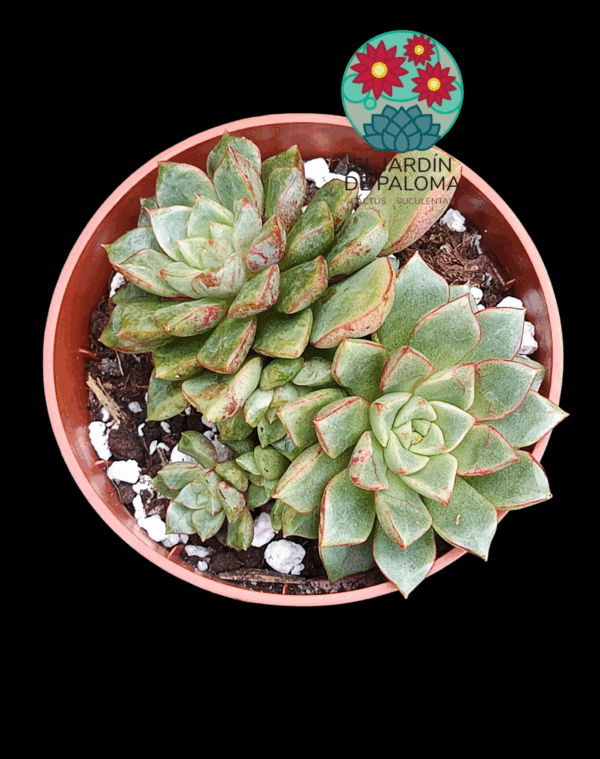 Echeveria Nacre doble roseta