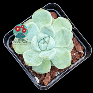 Echeveria Jasmine (importación)