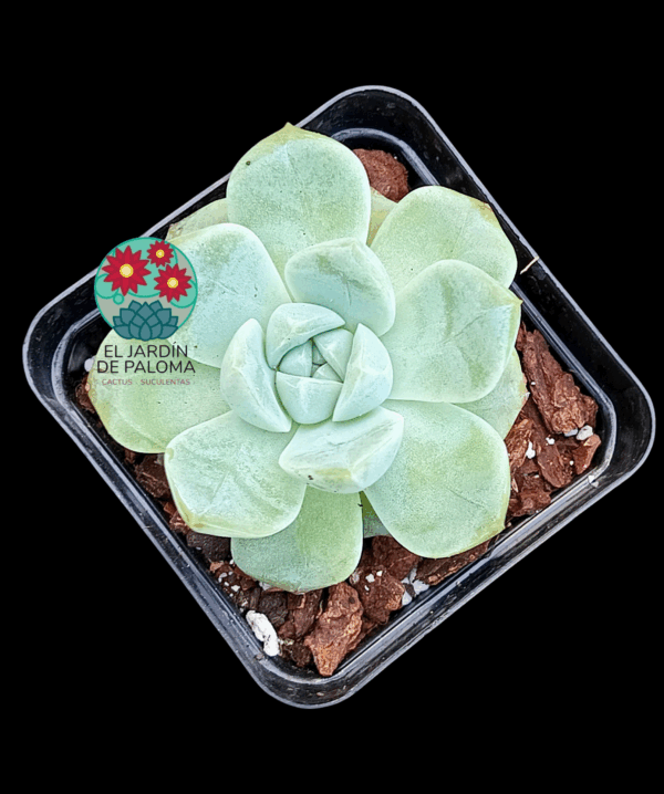 Echeveria Jasmine (importación)