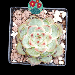 Echeveria Dahila (importación, maceta pequeña)
