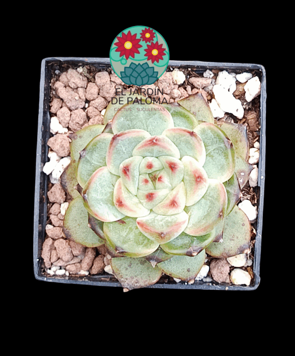 Echeveria Dahila (importación, maceta pequeña)