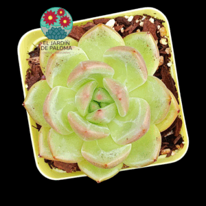Echeveria Malgan (importación)