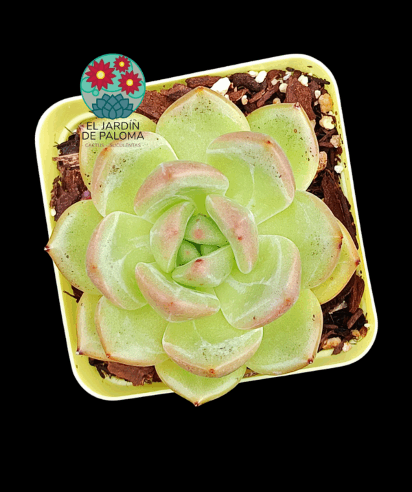 Echeveria Malgan (importación)