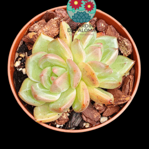 Echeveria Champagne doble (importación)