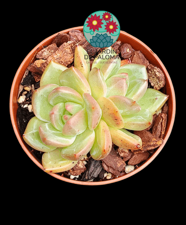 Echeveria Champagne doble (importación)