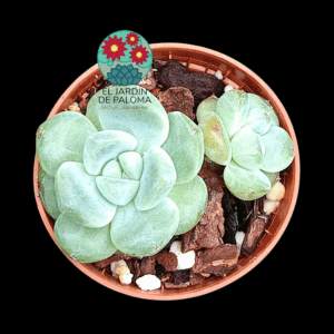 Echeveria Ice grape (tamaño pequeño, importación)