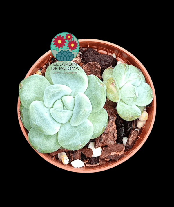 Echeveria Ice grape (tamaño pequeño, importación)