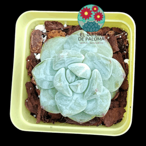 Echeveria Fat tiger (importación)