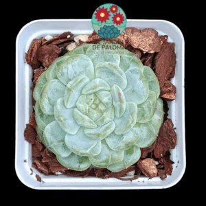 Echeveria Marcel (importación)