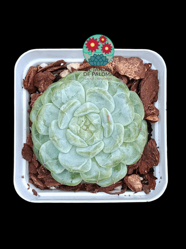 Echeveria Marcel (importación)