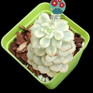 Echeveria Tango variegata (importación)