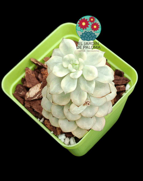 Echeveria Tango variegata (importación)