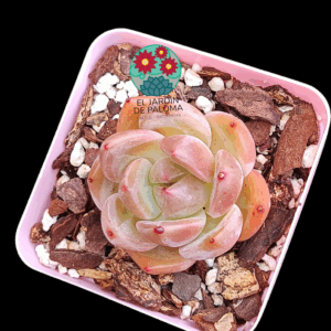 Echeveria Queen orange (importación)