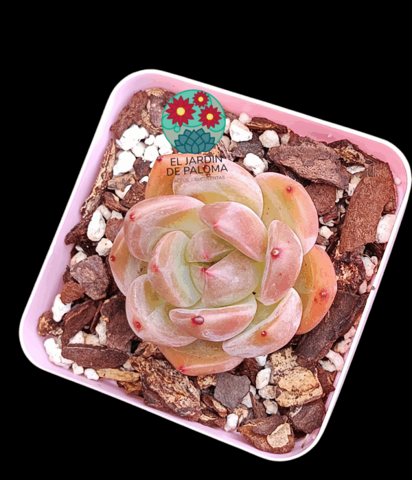 Echeveria Queen orange (importación)