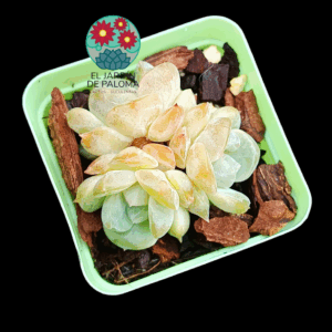 Echeveria "Starmark" 3 rosetas (importación)