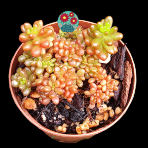 Echeveria Berrys cristata (importación y maceta pequeña)