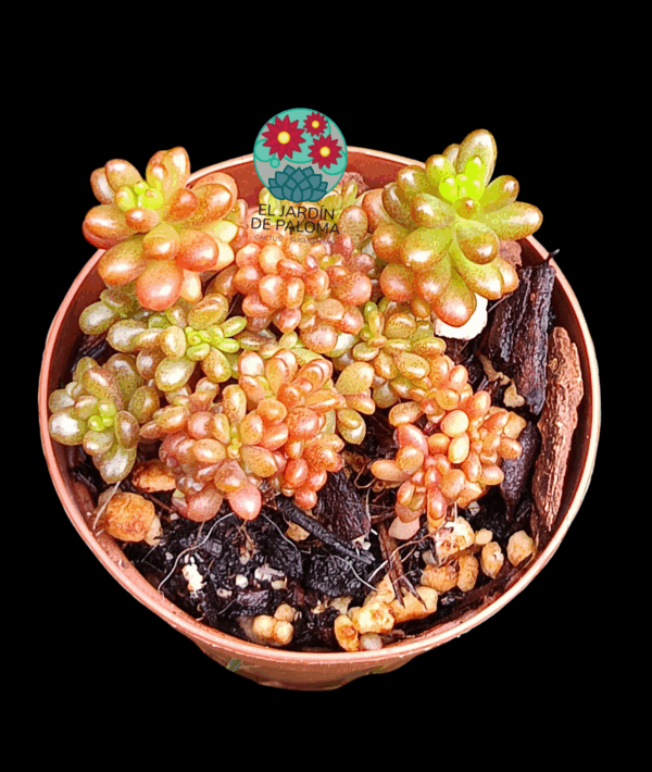 Echeveria Berrys cristata (importación y maceta pequeña)