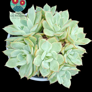 Echeveria Esther bouquet (maceta grande)