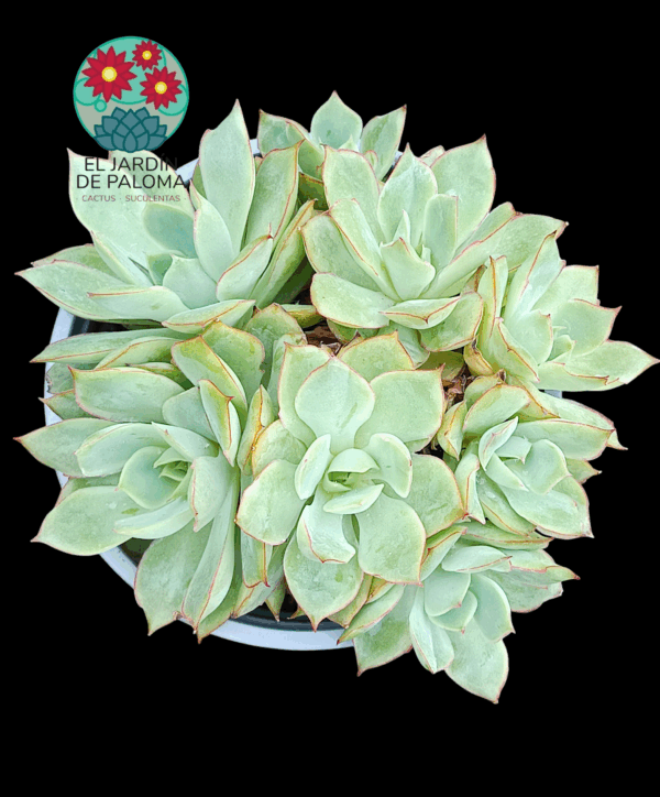 Echeveria Esther bouquet (maceta grande)