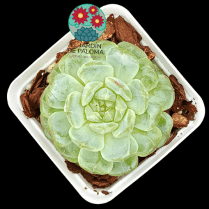 Echeveria Marcel (importación)