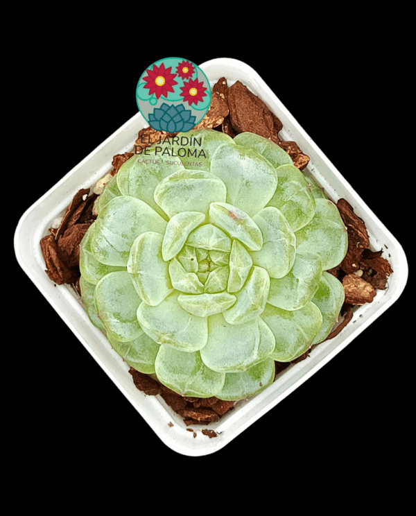Echeveria Marcel (importación)