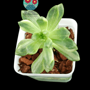 Pachyveria Paradoxa variegata (importación)