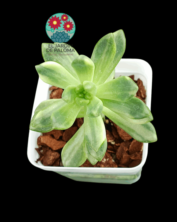 Pachyveria Paradox variegata (importación)