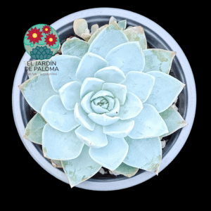 Sedum Suaveolens